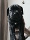 Magnifique portée cane corso Pedigrée...