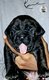 Magnifique portée cane corso Pedigrée...