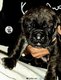 Magnifique portée cane corso Pedigrée...