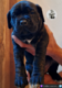 Magnifique portée cane corso Pedigrée...