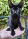 Chatons Européens