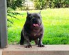 Bouledogue français bleu porteur tan