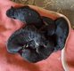 Chiot berger allemand long poil noir et feu