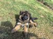 Chiot berger allemand long poil noir et feu