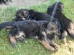 Chiot berger allemand long poil noir et feu