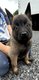 Chiot malinois