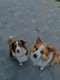 Chiots Border Collie