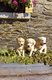 Golden retriever de la ferme du Batis