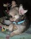 Chihuahua chiots mâles poils long et poil court