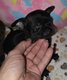 Chihuahua chiots mâles poils long et poil court