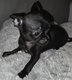 Chihuahua chiots mâles poils long et poil court