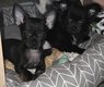 Chihuahua chiots mâles poils long et poil court