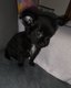 Chihuahua chiots mâles poils long et poil court