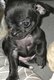 Chihuahua chiots mâles poils long et poil court