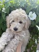 Caniche moyen