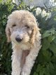 Caniche moyen