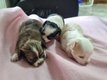 Chihuahua a réserver