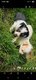 Chihuahua a réserver
