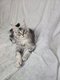 Maine coon