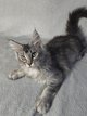 Maine coon