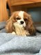Deux femelles cavalier King Charles