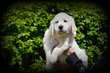 Chiots Golden Retriever