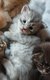 Chatons Maine Coon