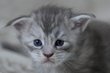 Femelle Maine Coon bleue silver tortie mackerel...