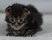 Mâle Maine Coon brown blotched tabby