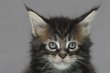 Mâle Maine Coon brown blotched tabby