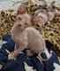 Sphynx