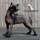 Femelle Chiot Chien Chinois à crête variété...
