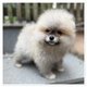 Magnifique chiot Loulou de Poméranie