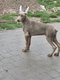 Jeune femelle dobermann