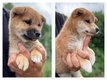 Magnifiques chiots shiba inu disponibles de suite