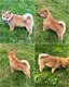 Magnifiques chiots shiba inu disponibles de suite