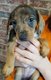 Chiots Teckel de taille standard