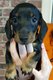 Chiots Teckel de taille standard