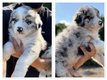 Magnifiques chiots berger australien dispo de...