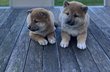 Shiba-Inu