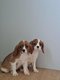 Cavalier King Charles