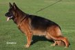 Chiots bergers allemands