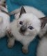 Magnifiques chatons siamois