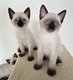 Magnifiques chatons siamois