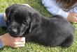 Labrador