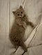 Magnifiques British shorthair et longhair