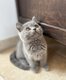 Magnifiques British shorthair et longhair