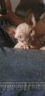 Chaton Sphynx