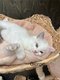 Chaton Ragdoll bleu mitted