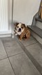 Bouldogue anglais de 14 mois